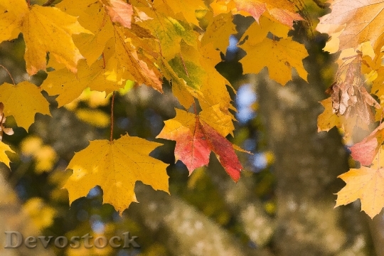 Devostock Leaves Foliage Autumn Maple