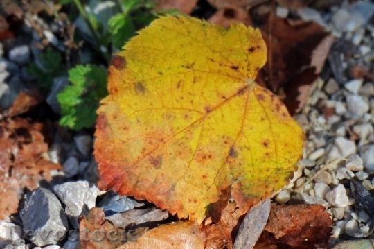 Devostock Leaves Foliage Leaf Autumn