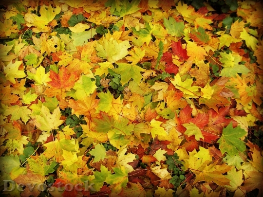 Devostock Leaves Forest Autumn Autumn