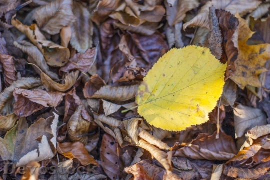 Devostock Leaves Forest Autumn Nature 0