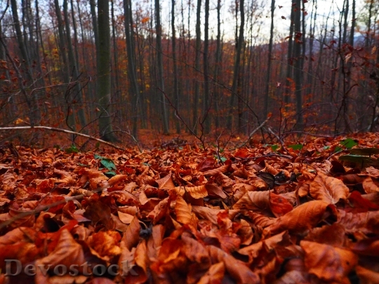 Devostock Leaves Forest Autumn Nature