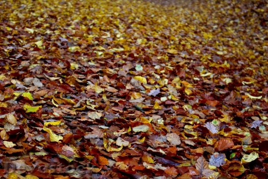 Devostock Leaves Forest Floor Autumn
