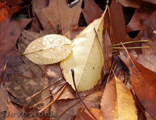 Devostock Leaves Forest Floor November