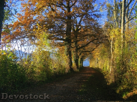 Devostock Leaves Forest Path Autumn