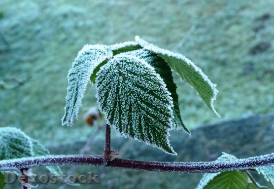Devostock Leaves Frost Cold Autumn