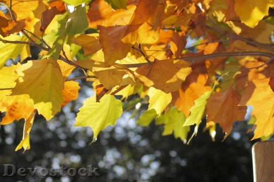 Devostock Leaves Golden Autumn 200333