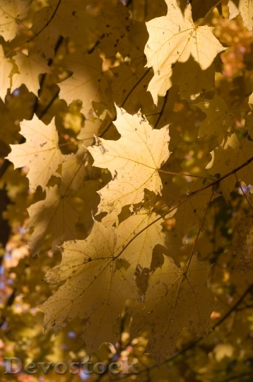 Devostock Leaves Golden Nature Trees