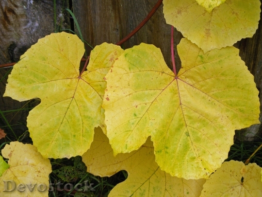Devostock Leaves Grape Autumn Gold