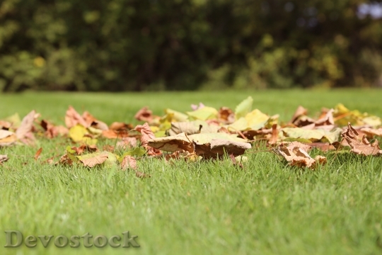 Devostock Leaves Grass Autumn Leaves