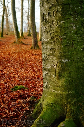Devostock Leaves Green Autumn Trees
