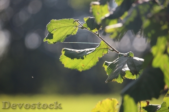 Devostock Leaves Green Hazelnut Autumn