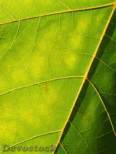 Devostock Leaves Green Sun Autumn