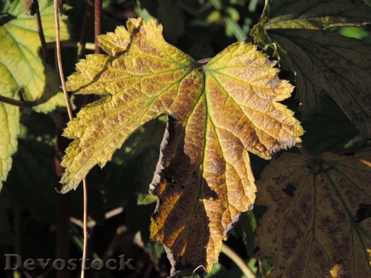 Devostock Leaves In Autumn Golden