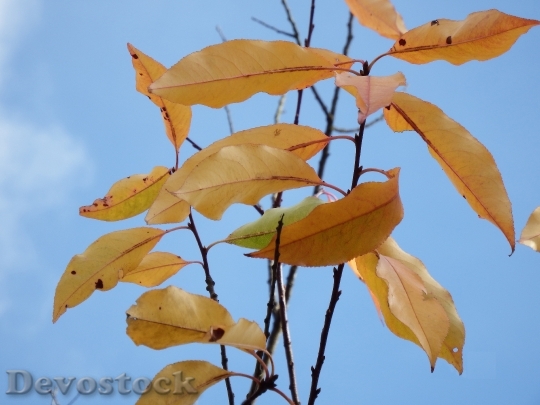 Devostock Leaves Last November Emerge