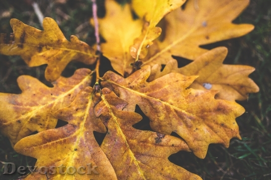 Devostock Leaves Leaf Autumn Fall