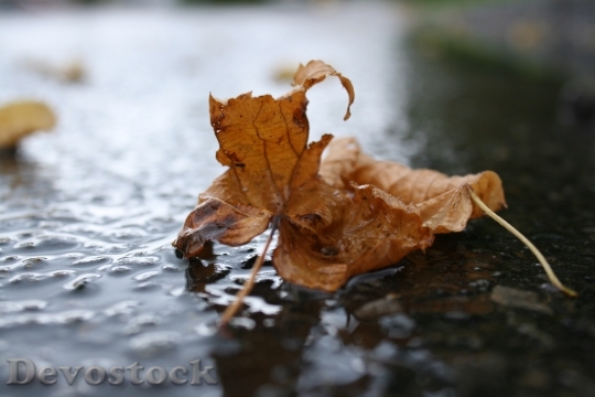 Devostock Leaves Leaf Autumn Wet