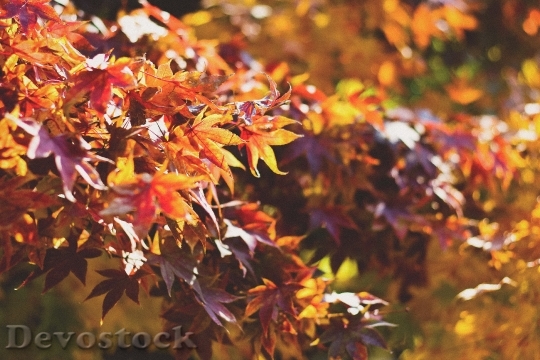 Devostock Leaves Leaf Fall Autumn 0