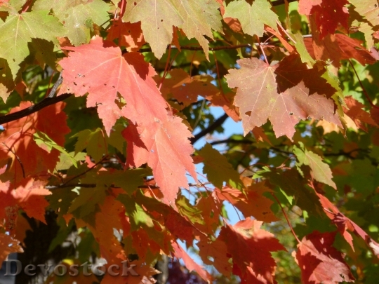 Devostock Leaves Leaf Fall Color