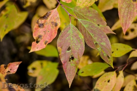 Devostock Leaves Leaf Fall Leaves