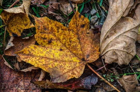 Devostock Leaves Leaf Forest Autumn