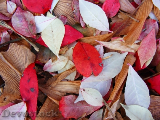 Devostock Leaves Leaf Nature Fall