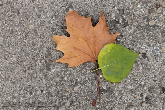 Devostock Leaves Leaf Nature Green