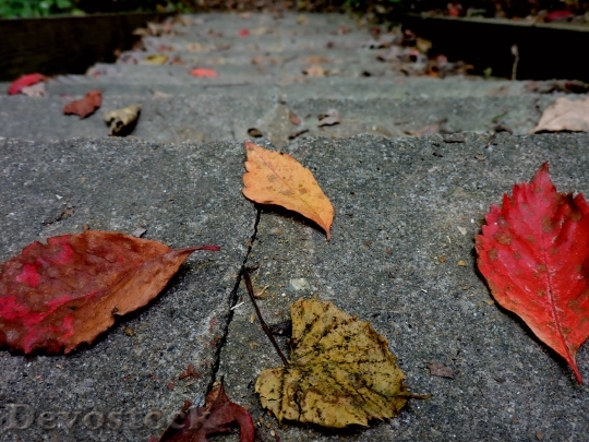 Devostock Leaves Leaf Nature Stairs