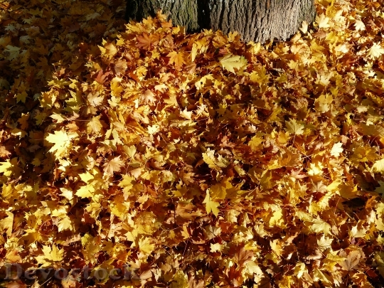 Devostock Leaves Leaf Piles Autumn