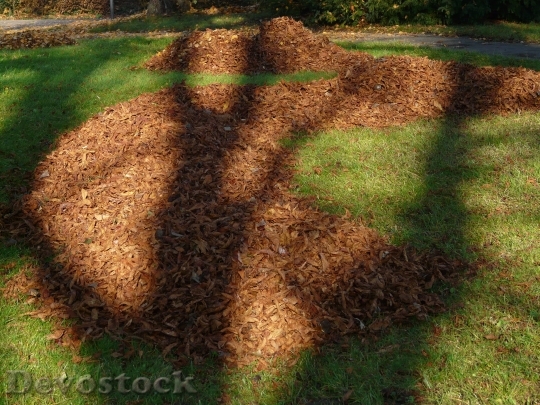 Devostock Leaves Leaf Piles Park