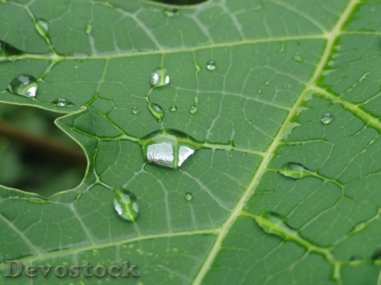 Devostock Leaves Leaf Plant Drops