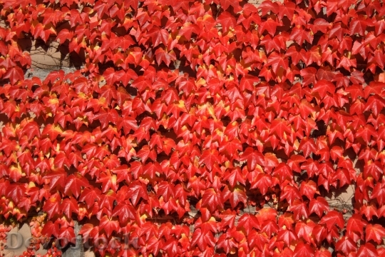 Devostock Leaves Leaf Red Wine