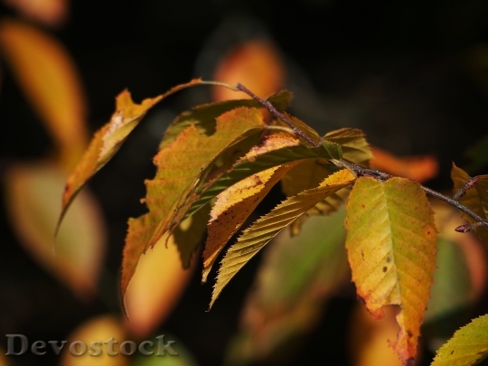 Devostock Leaves Leaf Tree Green