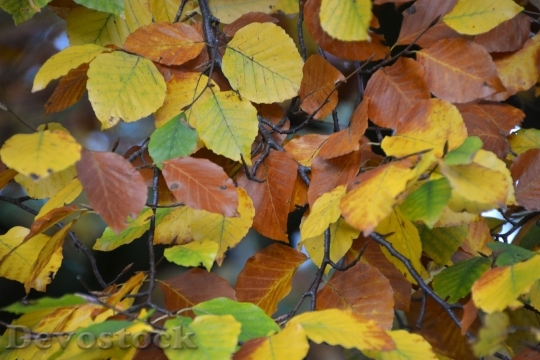 Devostock Leaves Leaves In Autumn
