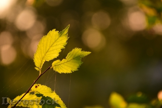 Devostock Leaves Light Green Autumn