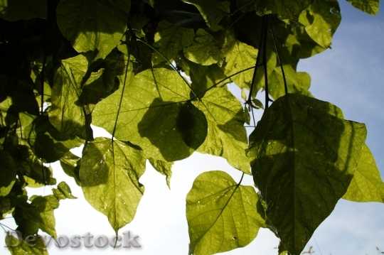 Devostock Leaves Light Shadow Autumn