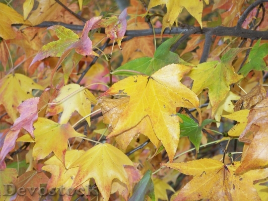 Devostock Leaves Maple Autumn Yellow