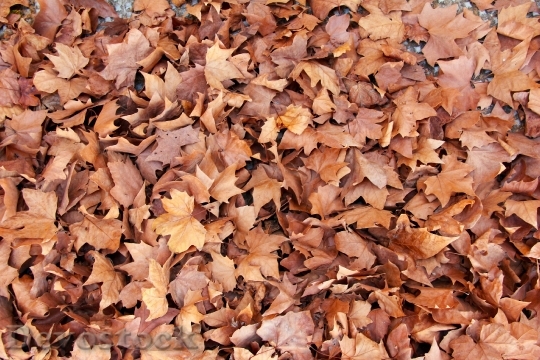 Devostock Leaves Maple Brown Nature