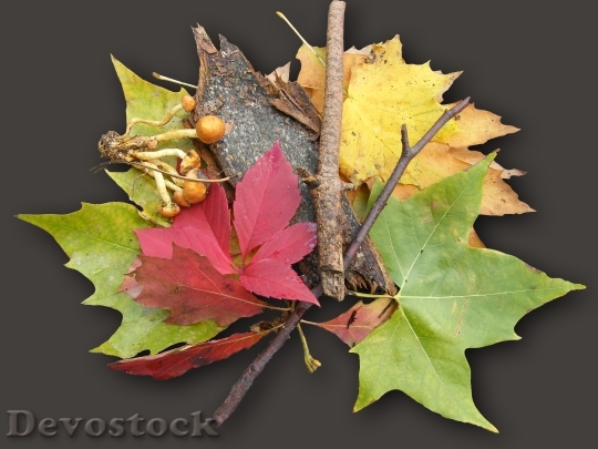 Devostock Leaves Maple Colorful Emerge