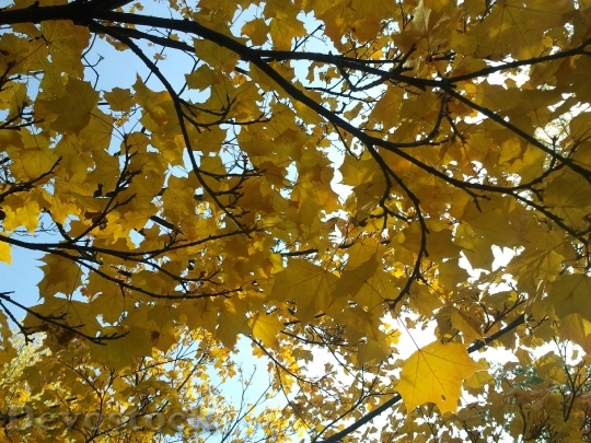 Devostock Leaves Maple Maple Leaves