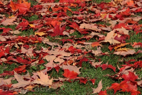 Devostock Leaves Maple Red Leaf