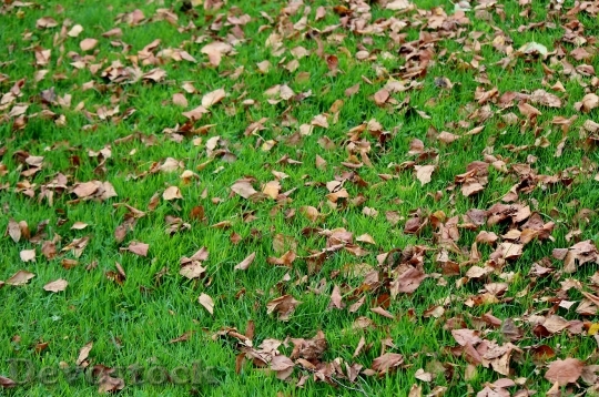 Devostock Leaves Meadow Autumn Mood