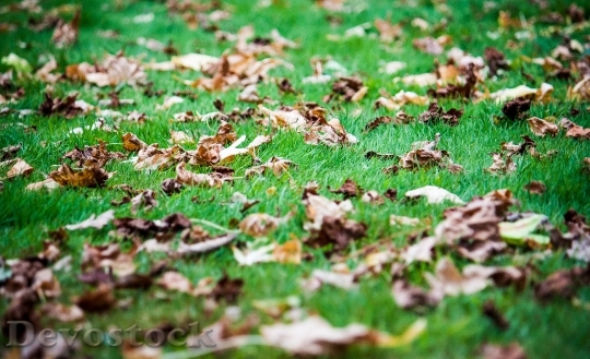 Devostock Leaves Meadow Rush Autumn