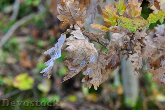 Devostock Leaves Nature Autumn Dry 0