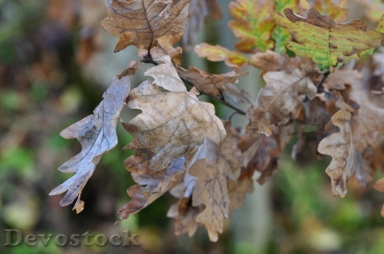 Devostock Leaves Nature Autumn Dry