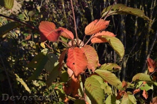Devostock Leaves Nature Leaves Background