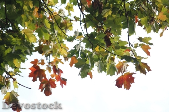 Devostock Leaves Nature Light Autumn