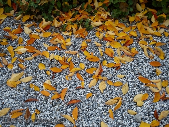 Devostock Leaves Pebble Autumn Dry
