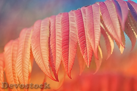 Devostock Leaves Plant Autumn Red