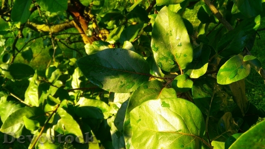 Devostock Leaves Plants Green Bushes