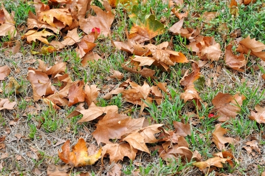 Devostock Leaves Prato Autumn Texture
